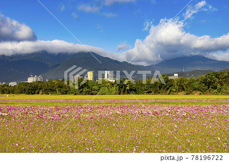 アキザクラ コスモ コスモス 78196722