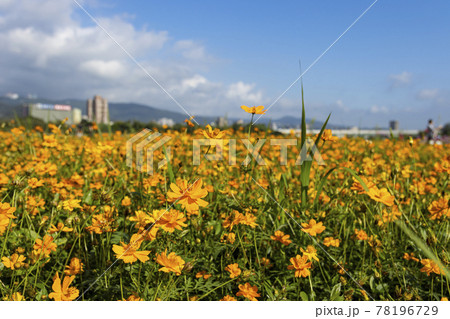 アキザクラ コスモ コスモス 78196729