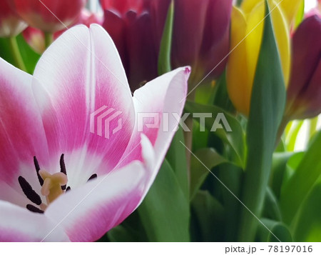 Blooming tulip in a bouquet Blooming tulip in a bouquet 78197016
