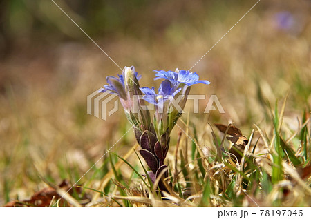 フデリンドウ 花 フデリンドウ 花 78197046