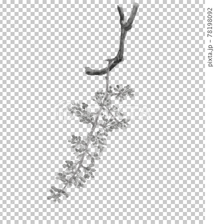 ぶどうの花 モノトーン【水墨画風水彩】フルーツの花 素材 白バック PNG 78198092