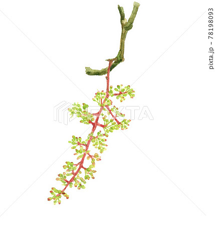 ぶどうの花 【水彩】フルーツの花　素材 白バック PNG 78198093