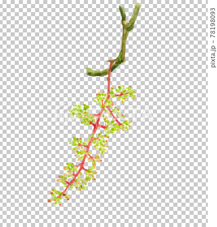 ぶどうの花 【水彩】フルーツの花　素材 白バック PNG 78198093