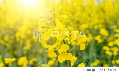 Canola field. Rapeseed plant, colza rapeseed for green energy. Yellow rape flower for healthy food oil on field. Springtime golden flowering. 78198834