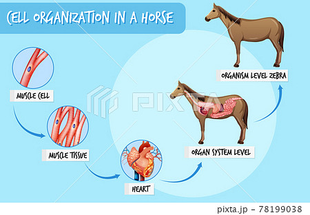 Diagram showing cell organization in a horse Diagram showing cell organization in a horse 78199038