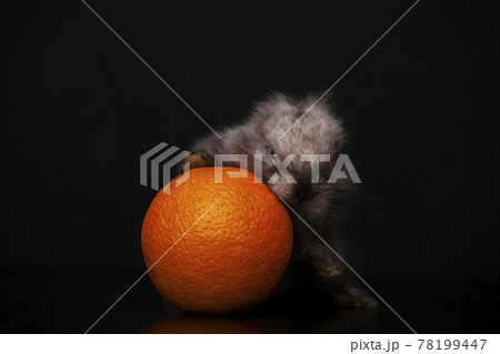 image of rabbit orange dark background  78199447