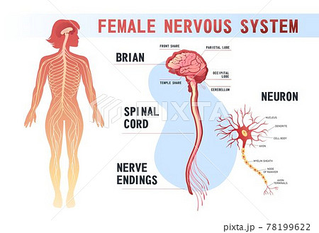 human nervous system diagram