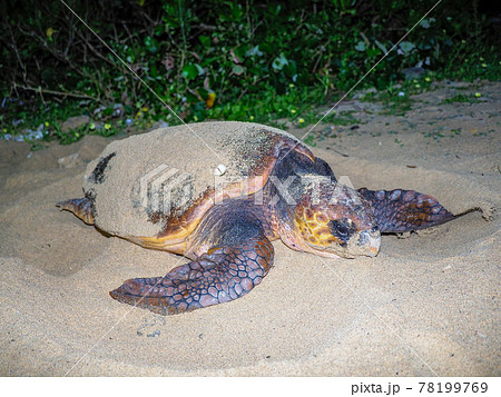 ウミガメの産卵 78199769