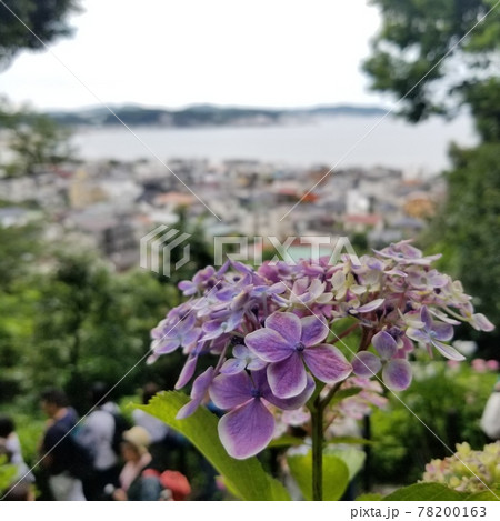 紫陽花越しの海、鎌倉ならではの風景です 78200163