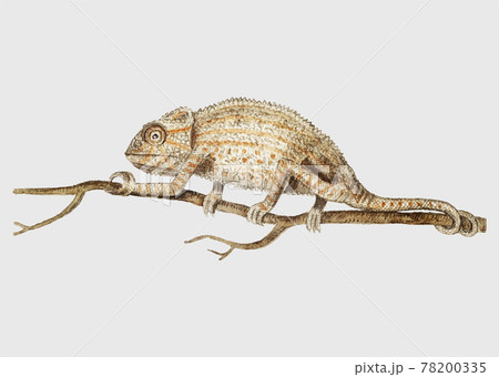 Chameleon In Vintage Styleのイラスト素材
