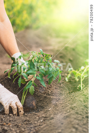 Woman hands in gloves Planting tomato sprouts in the ground 78200499