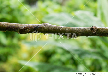 Close-up Of Rain Drops On Tree Branch. Falling Rain drops on branch plant part. Tree branch with fresh water raindrops of dew in morning. Summer Rain stock photo. Nature Rainy Season Background. 78200502
