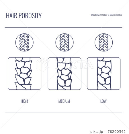 Hair porosity types chart of low, normal, high... - Stock Illustration  [78200542] - PIXTA