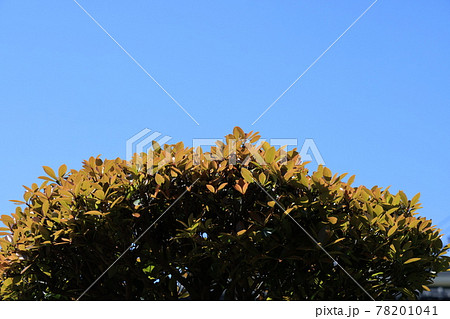 モッコクの新芽 78201041