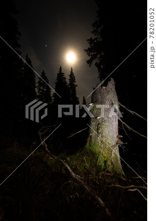 A broken tree in old-growth primeval forest illuminated by moon at night. A broken tree in old-growth primeval forest illuminated by moon at night. 78201052