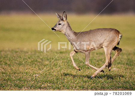 Disturbed roe deer female running on green farmland in springtime 78201069