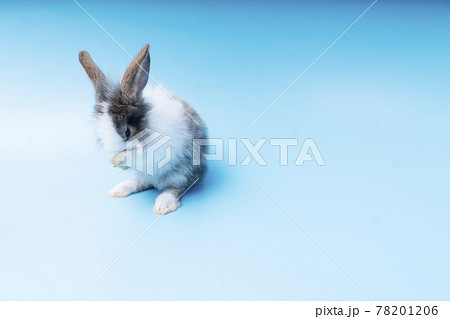 Cute adorable brown and white rabbit cleaning foot while sitting on isolated Cute adorable brown and white rabbit cleaning foot while sitting on isolated 78201206