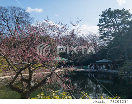3月上旬の栗林公園・サクラ 3月上旬の栗林公園・サクラ 78201254