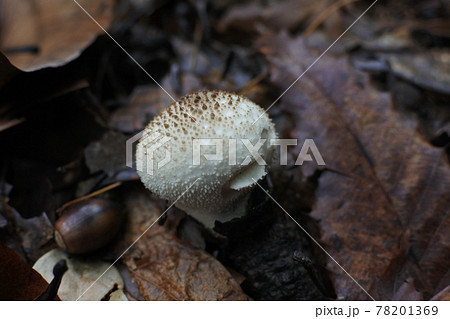 森の中で見つけた丸くて白い、茶色のつぶつぶのあるホコリタケ。 森の中で見つけた丸くて白い、茶色のつぶつぶのあるホコリタケ。 78201369