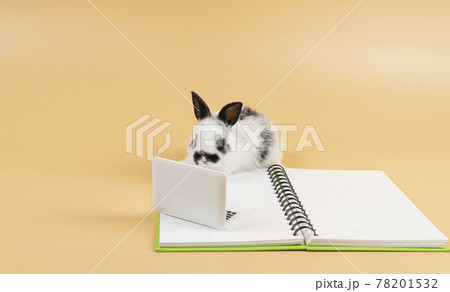 Adorable furry baby rabbit black and white looking at laptop on the book while sitting over isolated 78201532