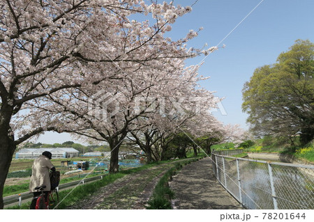 見沼代用水路東縁の満開の桜の風景 見沼代用水路東縁の満開の桜の風景 78201644