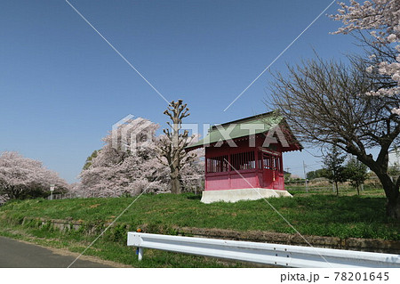 見沼代用水路東縁の満開の桜の風景 78201645
