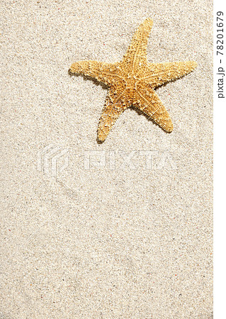 ヒトデ 78201679
