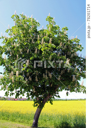 Springtime rapeseed in May at surroundings of Zagreb, Croatia 78201714