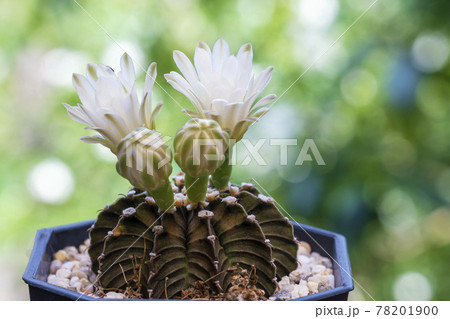 White flower gymnocalycium mihanovichii cactus in black little pot blooming with sunlight 78201900