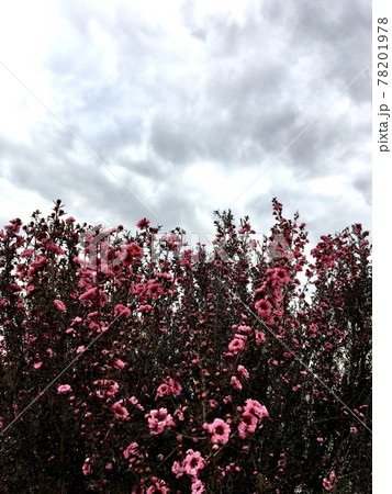 曇り空と満開のギョリュウバイの花 78201978