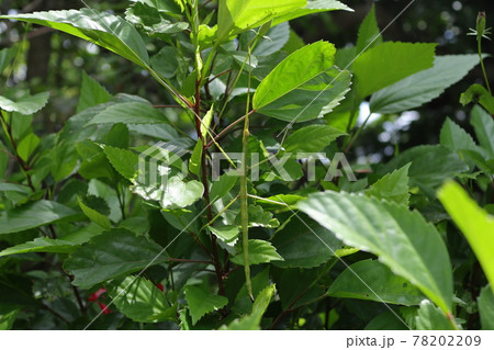 ナナフシ ナナフシ 78202209