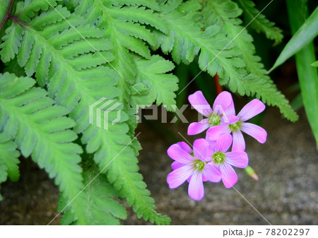 シダとムラサキカタバミ　　可憐なムラサキカタバミ 78202297