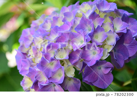 一枝の紫陽花（緑背景）　美しいアジサイ 78202300