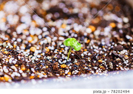 新芽 綿花 【グリーン社会 イメージ】 新芽 綿花 【グリーン社会 イメージ】 78202494