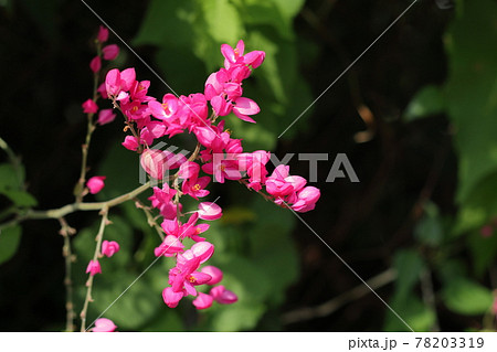 アサヒカズラ 78203319