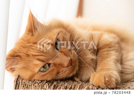 窓辺でくつろぐ猫 茶トラ猫 窓辺でくつろぐ猫 茶トラ猫 78203448