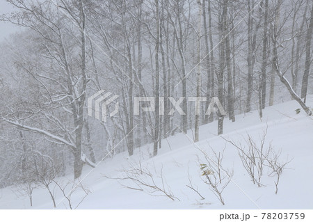 北海道洞爺湖町のサイロ展望台から望む地吹雪の林 78203759
