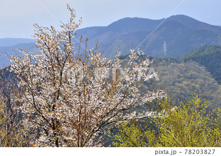 春の丹沢山地　伊勢沢ノ頭より高松山を望む 78203827