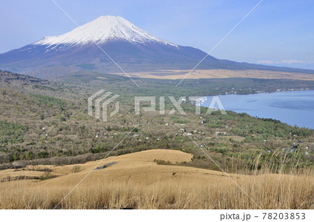 山中湖村鉄砲木ノ頭より望む春の富士山と山中湖 山中湖村鉄砲木ノ頭より望む春の富士山と山中湖 78203853