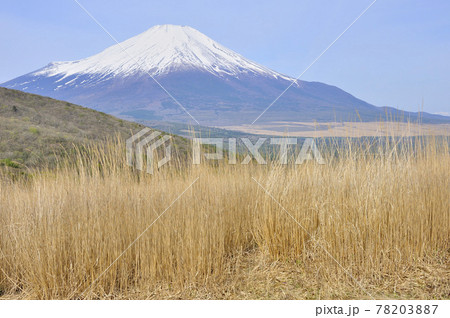 カヤト原の鉄砲木ノ頭より富士山を望む カヤト原の鉄砲木ノ頭より富士山を望む 78203887