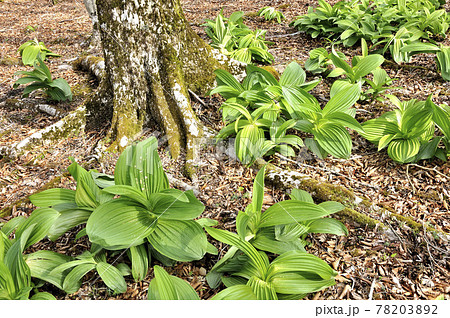 三国山稜の三国山にて　バイケイソウ若葉が生い茂る早春のブナの森 78203892
