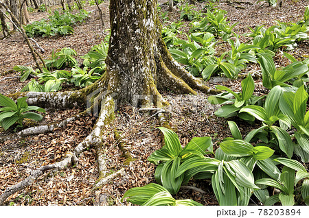 三国山稜の三国山にて　バイケイソウ若葉が生い茂る早春のブナの森 78203894