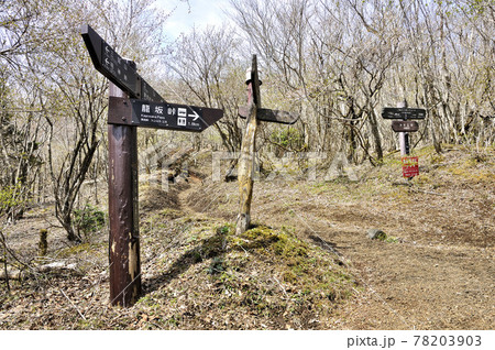 三国山稜の春　アザミ平分岐 78203903