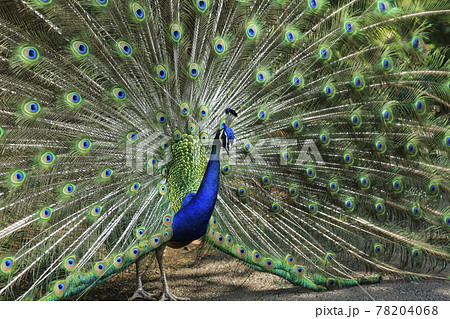 大牟田市　動物園　クジャク、 78204068