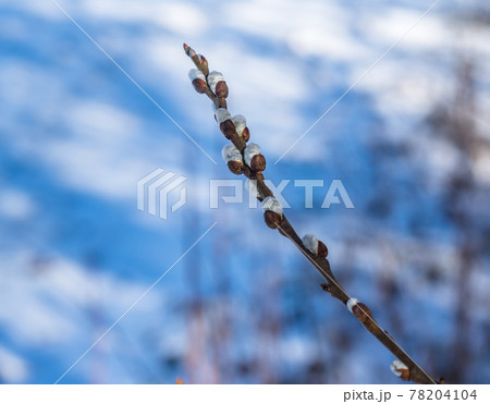 A branch of willow against the sky. Fluffy willow buds. Blossoming buds on a tree in spring. 78204104