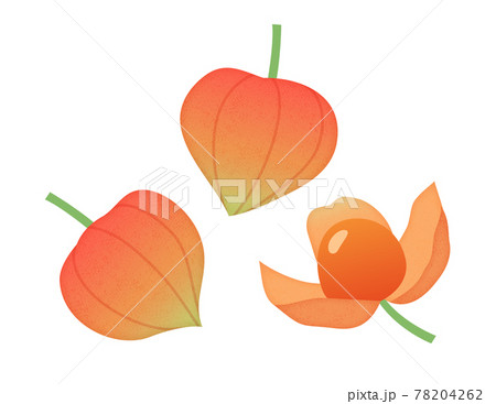 ほおずきの実のイラスト素材