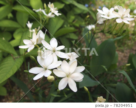 姫ヒオウギ 山野草 白い花 満開 姫ヒオウギ 山野草 白い花 満開 78204951