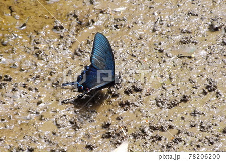 泥地で吸水するカラスアゲハ 泥地で吸水するカラスアゲハ 78206200