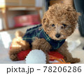洋服を着たトイプードルの子犬が室内でくつろいでいる様子 78206286