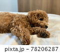 ベッドの上で眠たそうにしているトイプードル 78206287